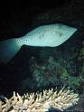 DSC08834 - 050327 - Mikauwa - Poisson Lime